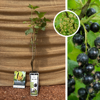 Schwarze Johannisbeere Ribes nigrum Titania