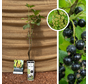 Blackcurrant Ribes nigrum Titania