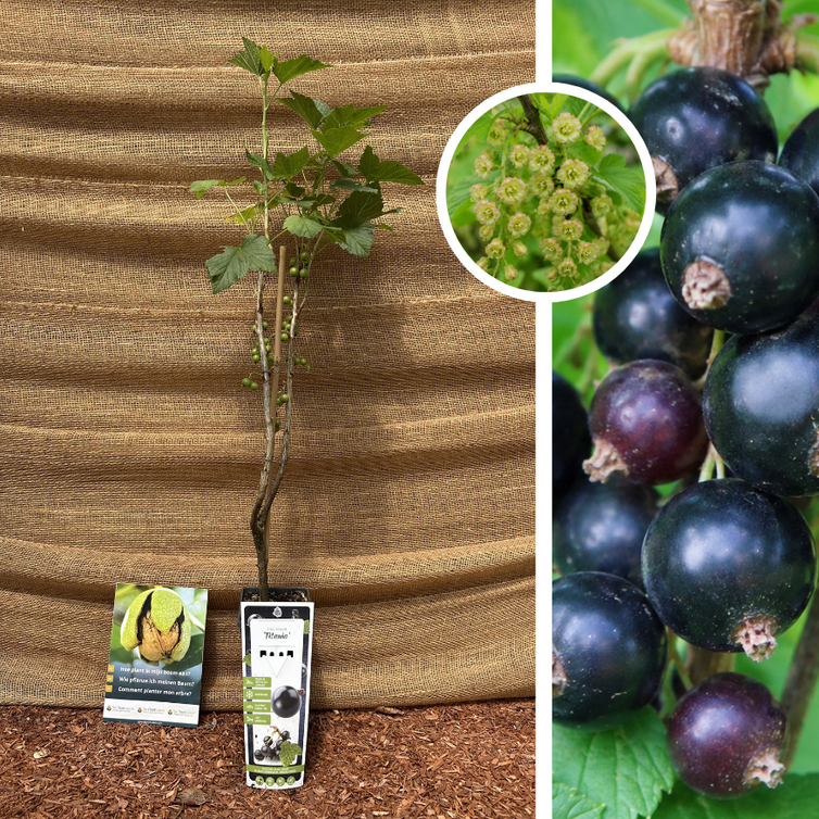 Cassis | Ribes nigrum Titania