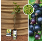 Blackcurrant Bush | Ribes nigrum Titania