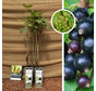 Blackcurrant Bush | Ribes nigrum Titania - 2 Pieces