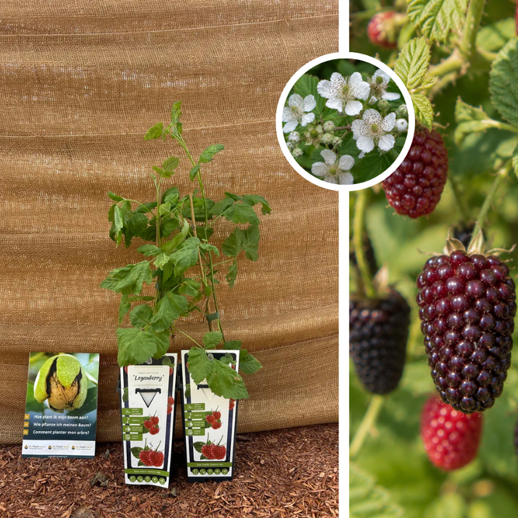 Himbeere x Brombeere | Rubus Loganberry – 2 Stück