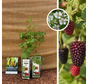 Framboise x Mûre | Rubus Loganberry - 2 pièces
