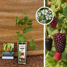 Himbeere x Brombeere | Rubus Loganberry