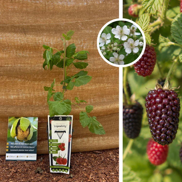Framboise x Mûre | Rubus Loganberry