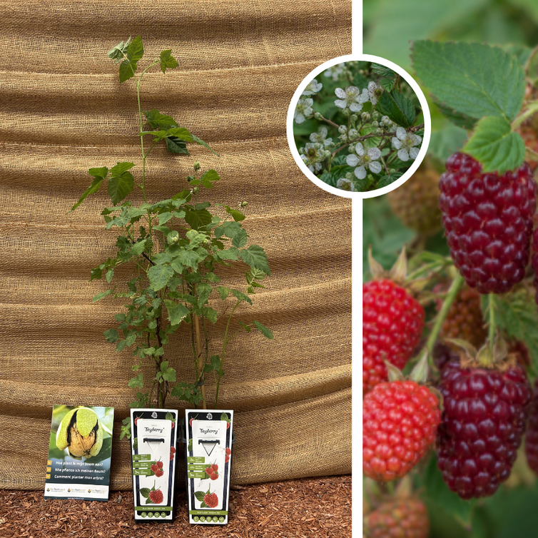 Himbeere x Brombeere | Rubus Tayberry – 2 Stück