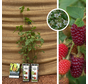 Himbeere x Brombeere | Rubus Tayberry – 2 Stück