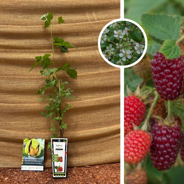 Himbeer-Brombeer-Strauch | Rubus Tayberry