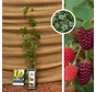 Himbeer-Brombeer-Strauch | Rubus Tayberry