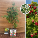Summer Raspberry | Rubus idaeus Malling Promise - 2 pieces
