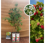 Summer Raspberry | Rubus idaeus Malling Promise - 2 pieces