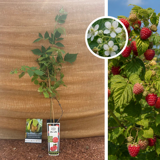 Zomerframboos | Rubus idaeus Malling Promise