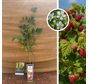 Sommerhimbeere | Rubus idaeus Malling Promise