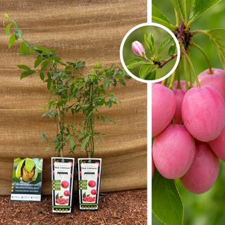 Myrtille rose | Vaccinium Pink Lemonade - 2 pièces