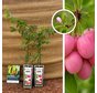 Myrtille rose | Vaccinium Pink Lemonade - 2 pièces
