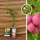 Rosa Heidelbeere | Vaccinium Pink Lemonade