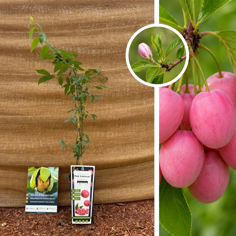 Pink Blueberry | Vaccinium Pink Lemonade