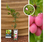 Myrtille rose | Vaccinium Pink Lemonade