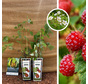 Mûre du Japon | Rubus phoenicolasius - 2 pièces