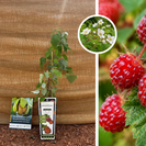 Mûre du Japon | Rubus phoenicolasius