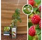 Japanse Wijnbes | Rubus phoenicolasius