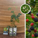 Dornlose Brombeere | Rubus fruticosus Thornless Evergreen – 2 Stück
