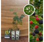 Thornless Blackberry | Rubus fruticosus Thornless Evergreen - 2 pieces