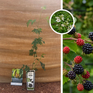 Doornloze Braam | Rubus fruticosus Thornless Evergreen