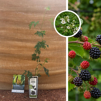 Mûre sans épines | Rubus fruticosus Thornless Evergreen