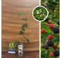 Thornless Blackberry | Rubus fruticosus Thornless Evergreen