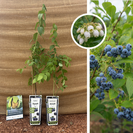 Heidelbeer-Set – 2 Stück | 1 x Vaccinium corymbosum Embleu – 1 x Vaccinium corymbosum Goldtraube 71