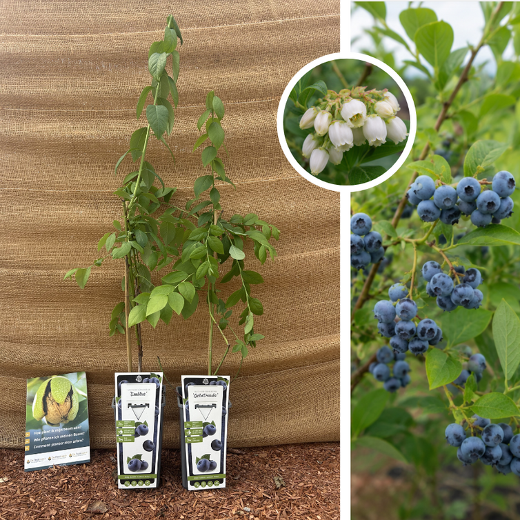 Blueberry Package - 2 pieces | 1 x Vaccinium corymbosum ‘Embleu’ - 1 x Vaccinium corymbosum Goldtraube 71