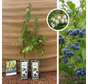 Blueberry Package - 2 pieces | 1 x Vaccinium corymbosum ‘Embleu’ - 1 x Vaccinium corymbosum Goldtraube 71