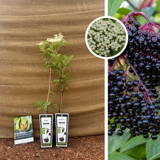 Black Elderberry Package - 2 Pieces | 1 x Sambucus nigra Haschberg - 1 x Sambucus nigra Korsor