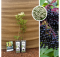 Black Elderberry Package - 2 Pieces | 1 x Sambucus nigra Haschberg - 1 x Sambucus nigra Korsor