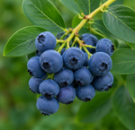 Various small fruits