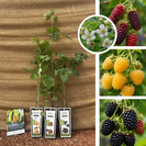 Braam-Framboos pakket - 3 stuks | 1x Rubus idaeus Golden Bliss - 1x Rubus Tayberry - 1 x Rubus fruticosus Thornless Evergreen