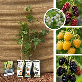 Lot de mûres et framboises - 3 pièces | 1 x Rubus idaeus Golden Bliss - 1 x Rubus Tayberry - 1 x Rubus fruticosus Thornless Evergreen