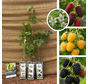 Brombeer-Himbeer-Paket – 3 Stück | 1x Rubus idaeus Golden Bliss – 1x Rubus Tayberry – 1x Rubus fruticosus Thornless Evergreen