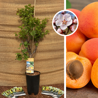 Klein blijvende  Abrikozenboom | Prunus armeniaca Nana