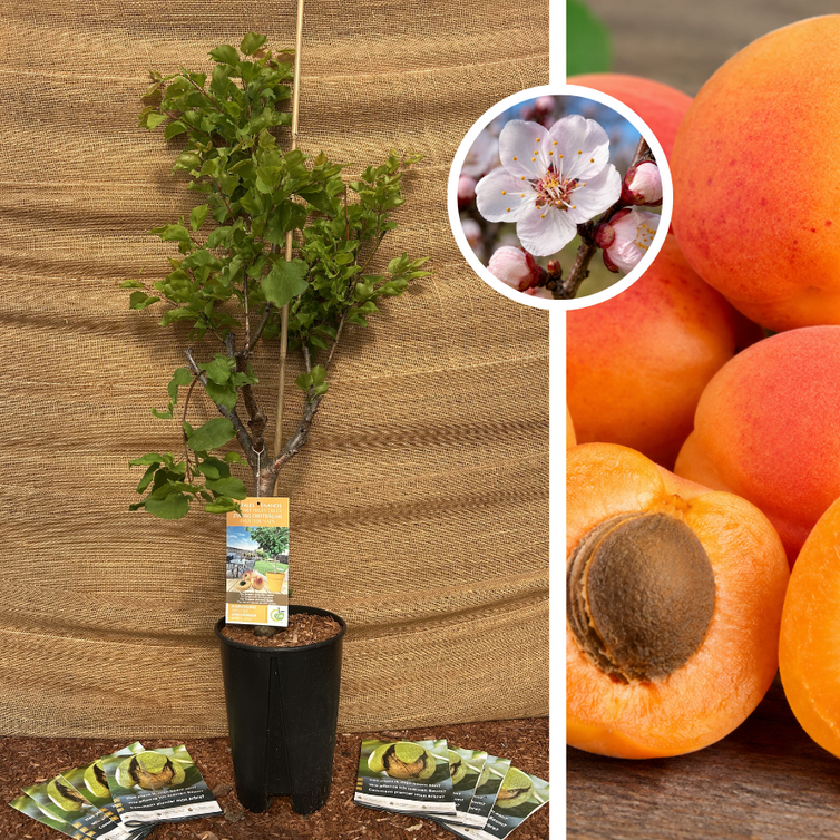 Klein blijvende  Abrikozenboom | Prunus armeniaca Nana