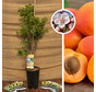 Klein blijvende  Abrikozenboom | Prunus armeniaca Nana