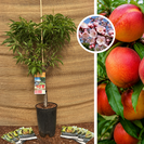 Klein blijvende Nectarineboom | Prunus nucipersica Nana