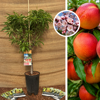 Dwarf Nectarine Tree | Prunus nucipersica Nana