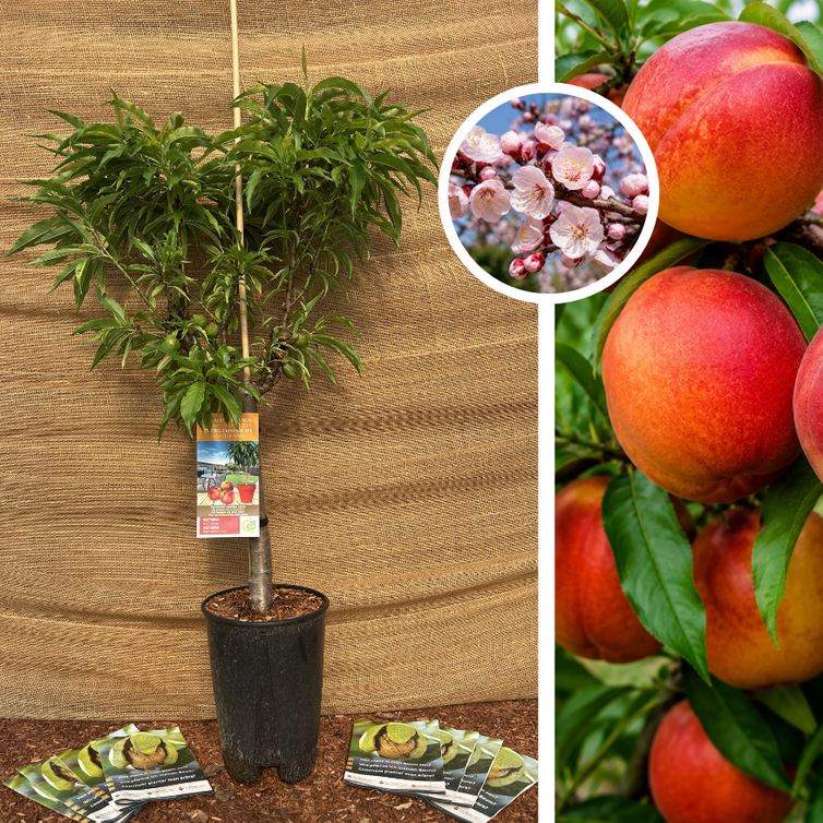 Nectariniers à croissance réduite | Prunus nucipersica Nana