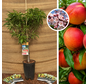 Nectariniers à croissance réduite | Prunus nucipersica Nana