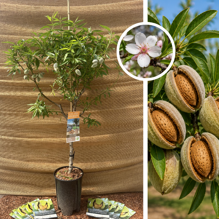 Amandier nain | Prunus dulcis Nana