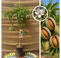 Kleinblijvende Amandelboom | Prunus dulcis Nana