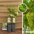 Jonge witte druif | Vitis vinifera Himrod - 2 stuks