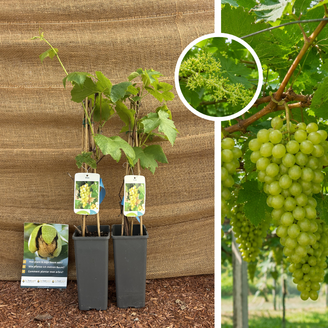 Jonge witte druif | Vitis vinifera Himrod - 2 stuks